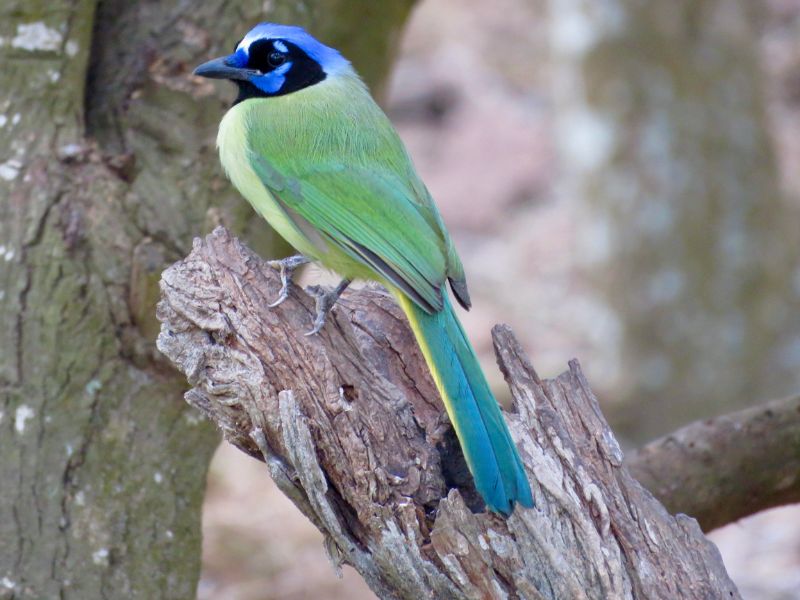 Green Jay